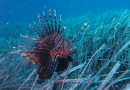 Il pesce palla e il pesce scorpione