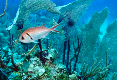 Il microscopio dei coralli