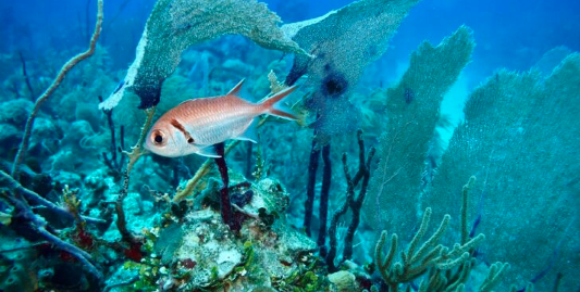 Il microscopio dei coralli