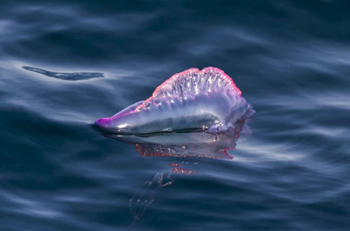 Caravelle portoghesi