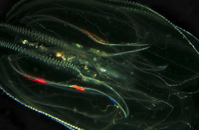 La noce di mare invade il Mediterraneo: è peggio del granchio blu