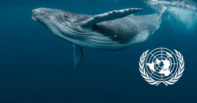 High Seas Treaty: il trattato che cambia le regole degli oceani