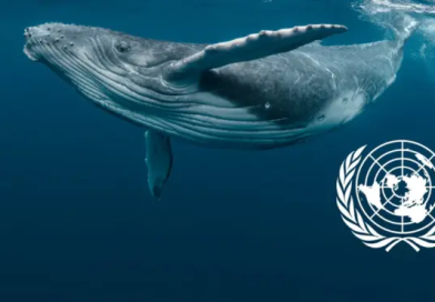 High Seas Treaty: il trattato che cambia le regole degli oceani