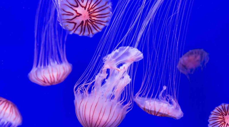 Questa nuova medusa è enorme: se la vedi stai lontano 30 metri