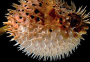 Pesce palla maculato: perché preoccupa il Mediterraneo