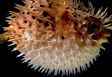 Pesce palla maculato: perché preoccupa il Mediterraneo