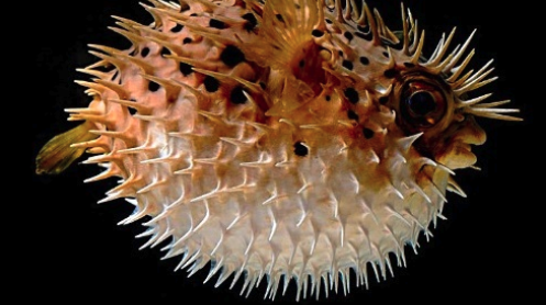 Pesce palla maculato: perché preoccupa il Mediterraneo