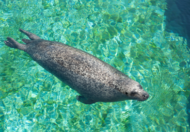 La bella figlia del mare: l’eleganza maestosa della foca monaca