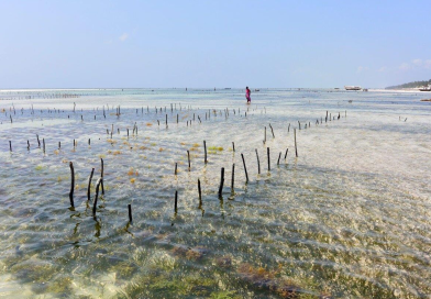 Le alghe contro l’inquinamento da microplastiche?