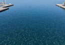 Un tappeto di meduse a Trieste