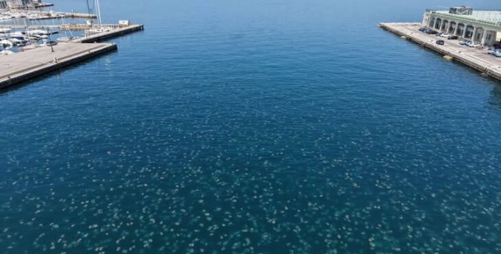 Un tappeto di meduse a Trieste