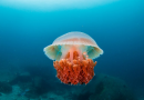 Caravelle e anemoni