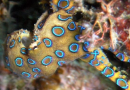 Il polpo dagli anelli blu